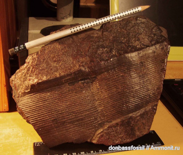 каламиты, Calamites