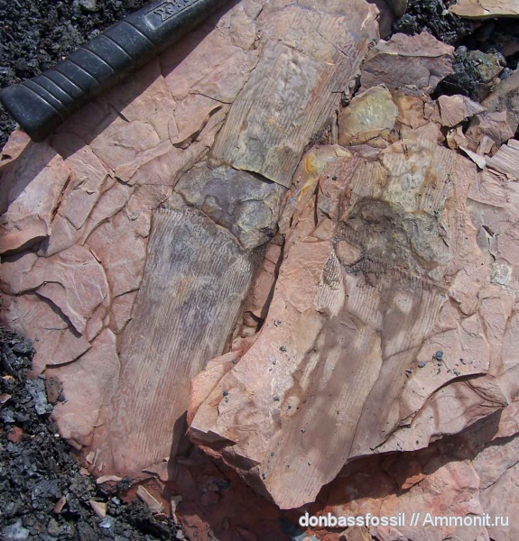 каламиты, Calamites