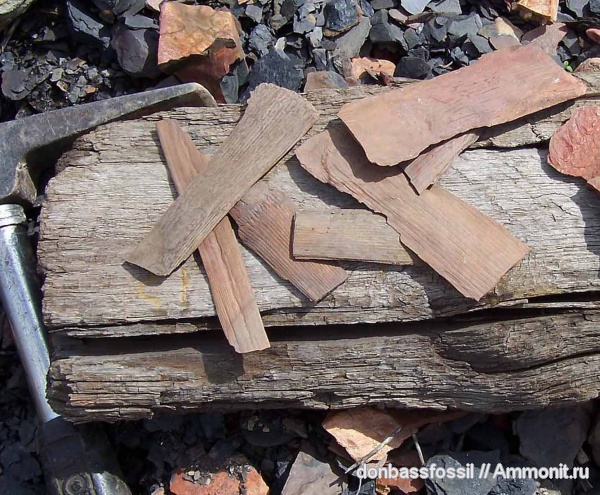 каламиты, Calamites