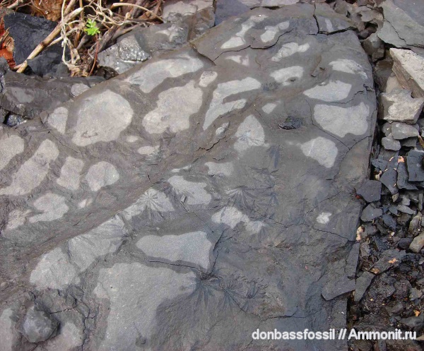 аннулярии, Annularia