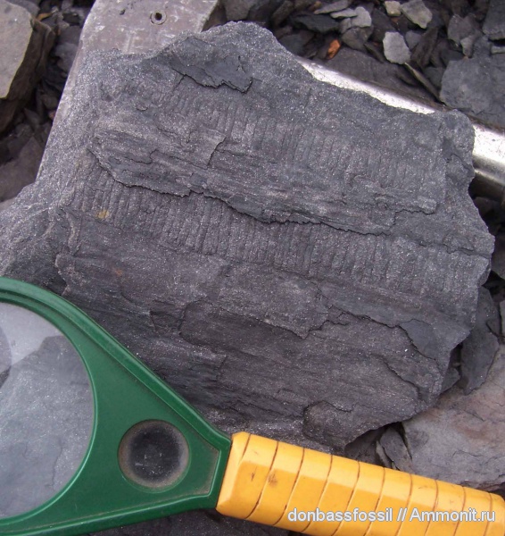 артизия, Artisia