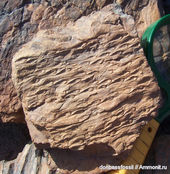 папоротники