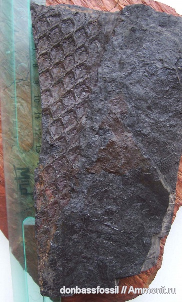 Lepidodendron, Lepidodendron mannebachense