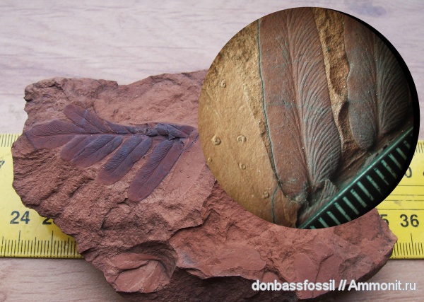 Neuropteris, Microconchids