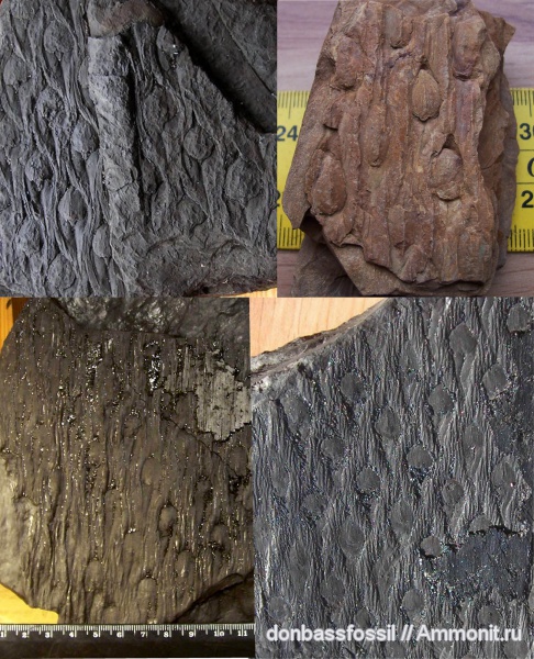 лепидодендрон, Lepidodendron