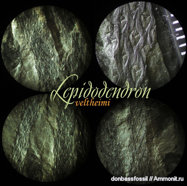 Lepidodendron, Lepidodendron veltheimi