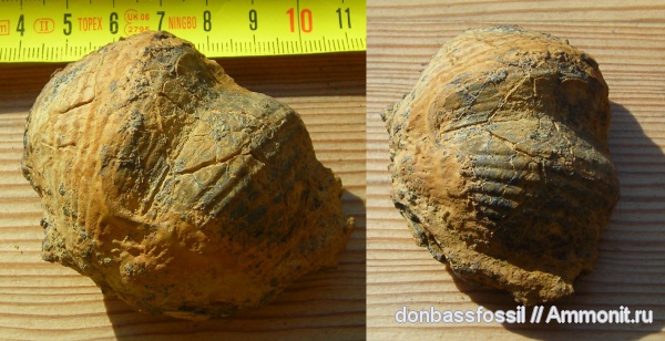 брахиоподы, Productida