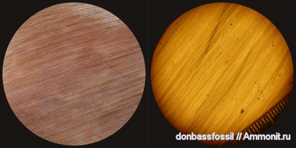 кордаиты, Cordaites