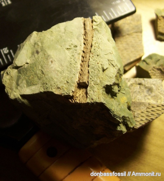 Helenia karakubensis