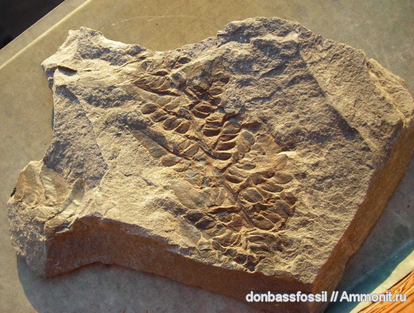 Neuropteris, нейроптерис