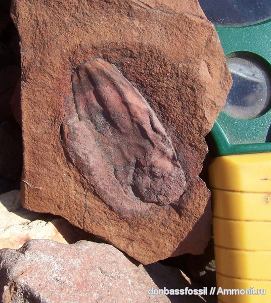 карбон, Aulacotheca hemingwayi