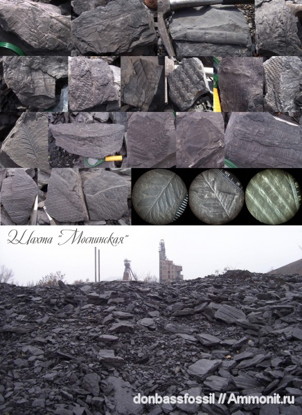 палеофлора, шахты