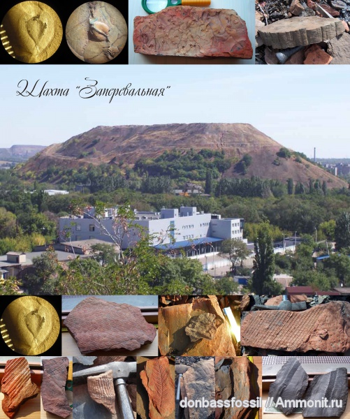 карбон, ископаемые растения