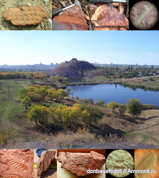 карбон, ископаемые растения