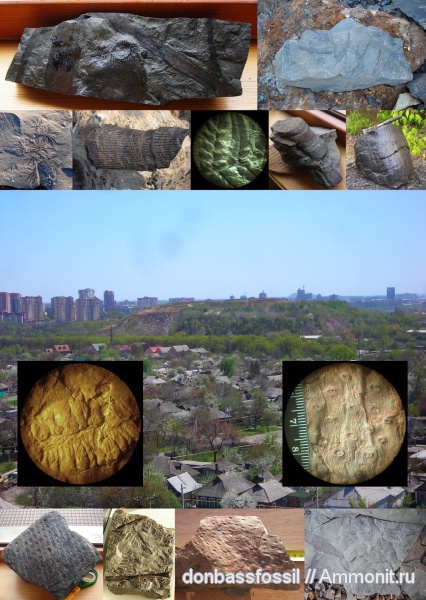 карбон, ископаемые растения