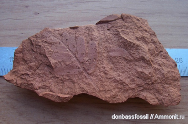 Neuropteris, Microconchids