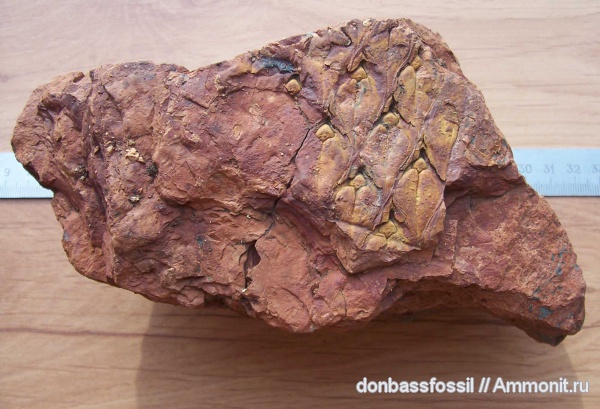 лепидодендрон, Lepidodendron