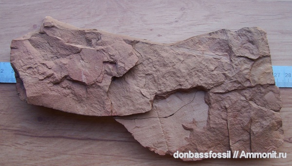 каламиты, Calamites