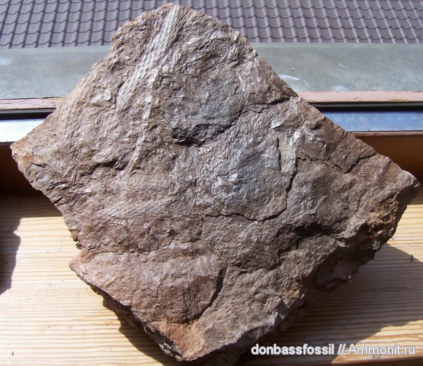 лепидодендрон, Lepidodendron