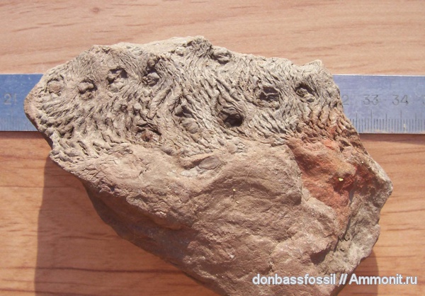 halonia tortuosa, халонии