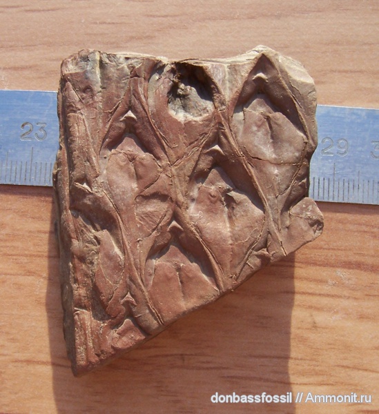 Lepidodendron, Lepidodendron aculeatum