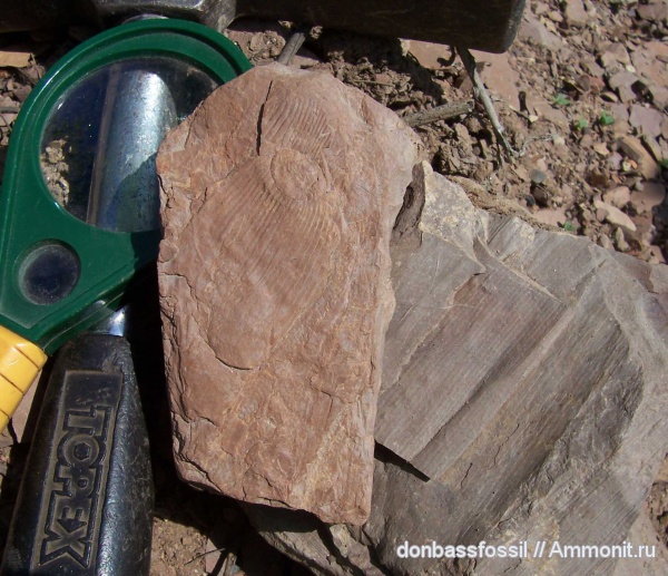 каламиты, Calamites