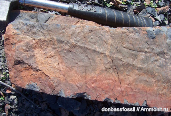 каламиты, Calamites