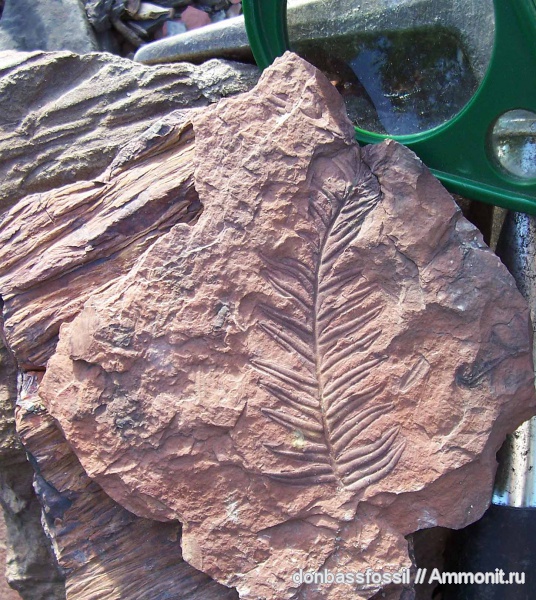 Alethopteris, алетоптерисы