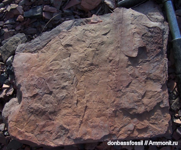 каламиты, Calamites