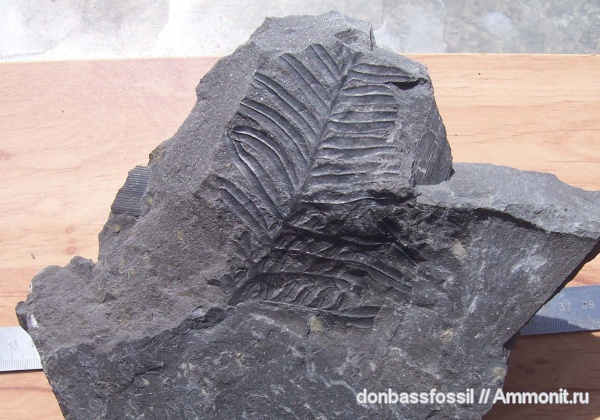 Alethopteris, Alethopteris lonchitica