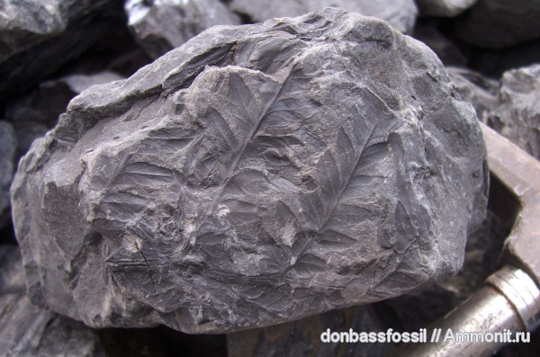 Mariopteris, мариоптерисы