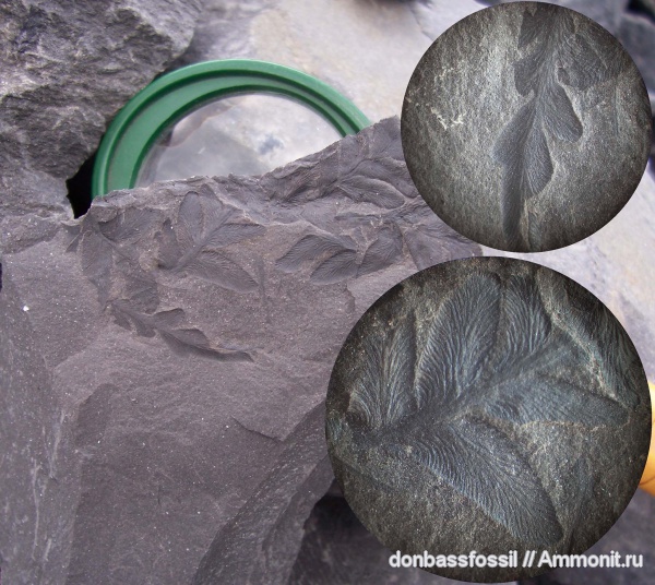 Odontopteris, Mixoneura