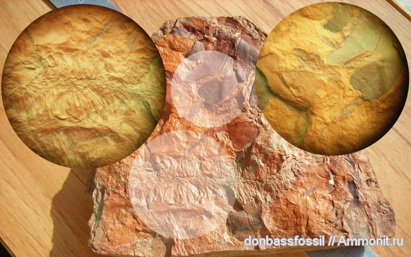 лепидодендрон, Lepidodendron, нейроптерис