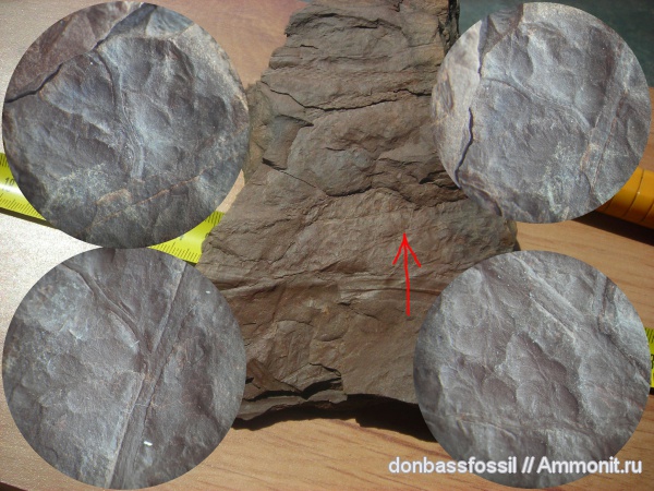 папоротники