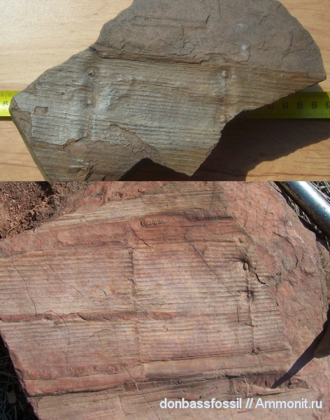 каламиты, Calamites