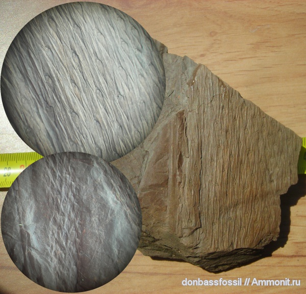 Lepidodendron veltheimi