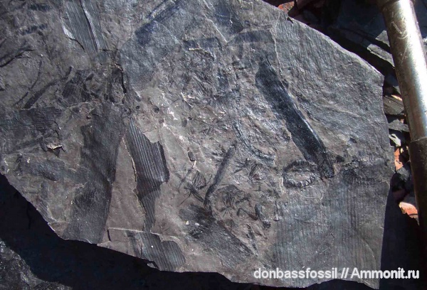 каламиты, Calamites