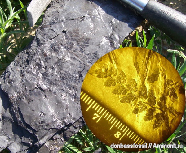 папоротники