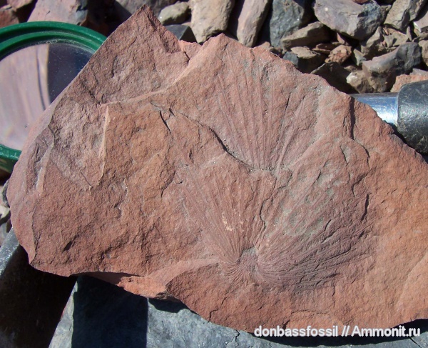 каламиты, Asterophyllites