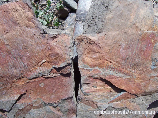 каламиты, Calamites