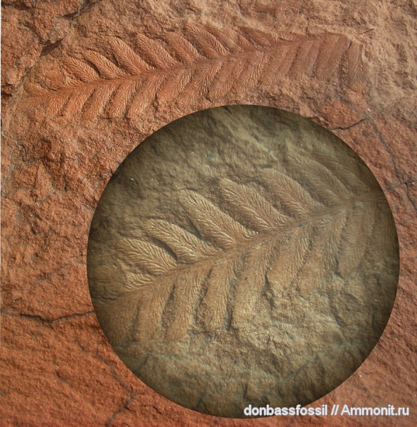 Polymorphopteris polymorpha