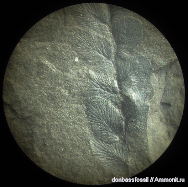 папоротники