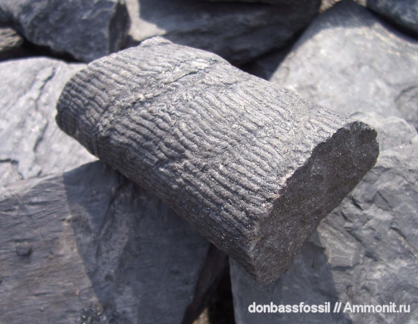 каламиты, Calamites