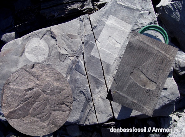 Neuropteris, Calamites