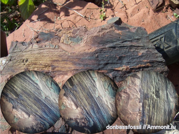 Neuropteris, нейроптерис