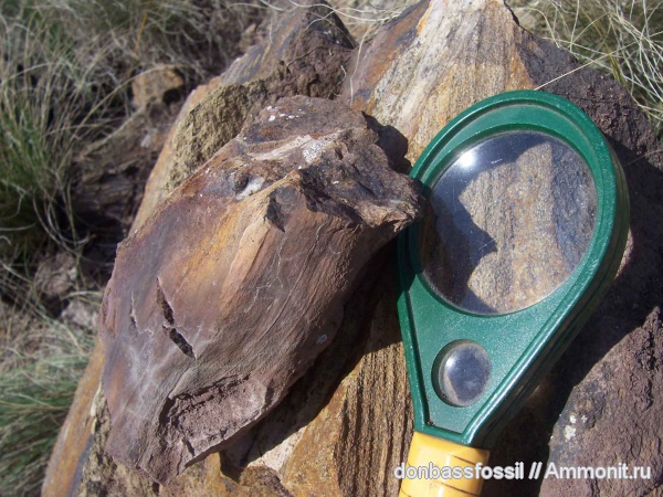 плауновидные