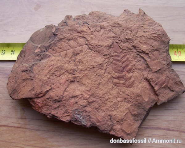 Neuropteris, Mariopteris