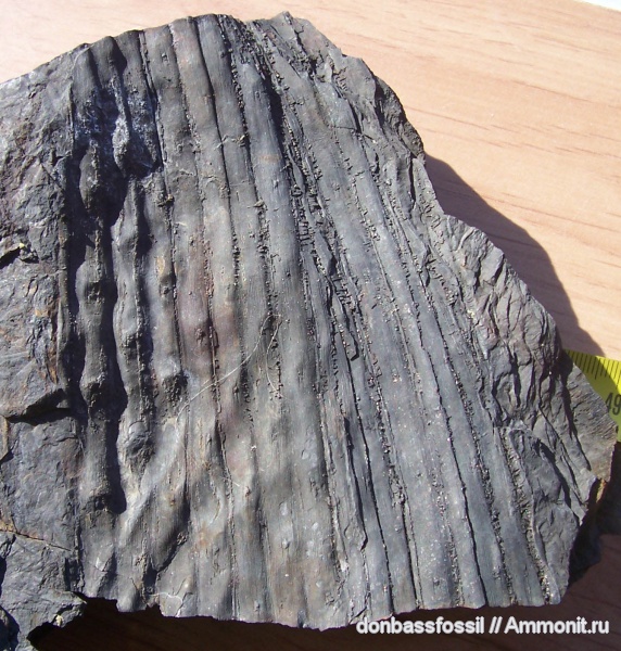 сигиллярия