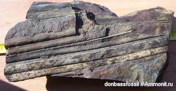 сигиллярия