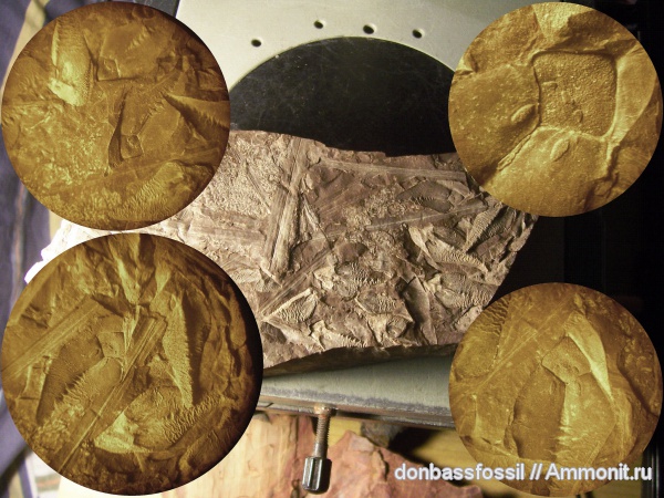 лепидодендрон